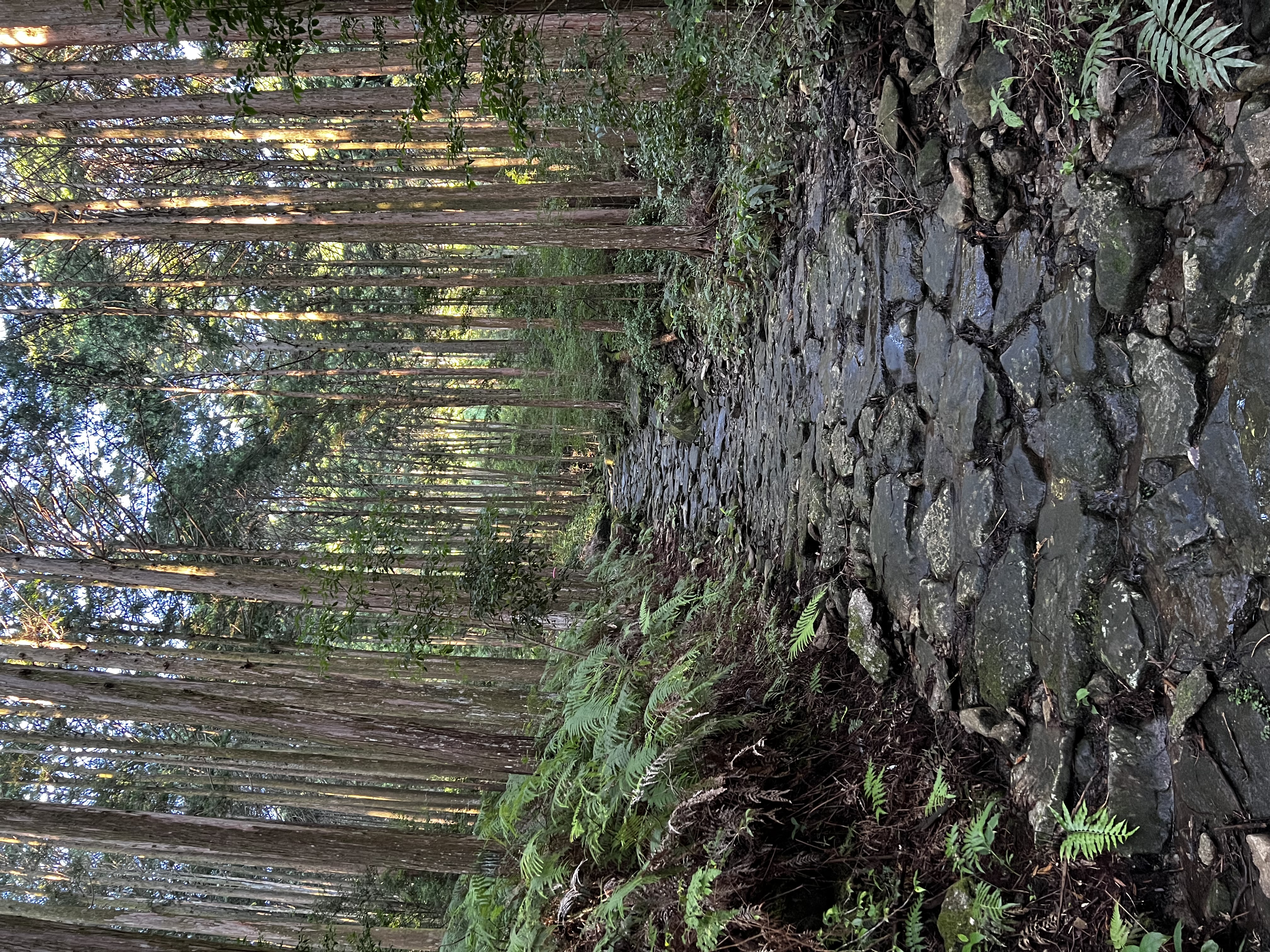 熊野古道 馬越峠